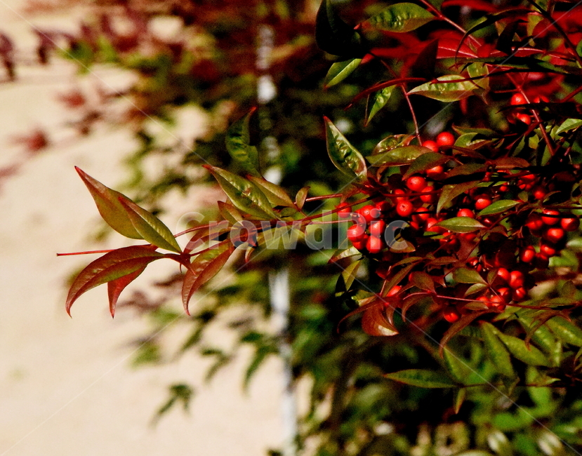 가을,단풍,경치,낙엽,색갈,조화,아름다움,힐링,식물,자연,plants,nature,과일,열매,fruit