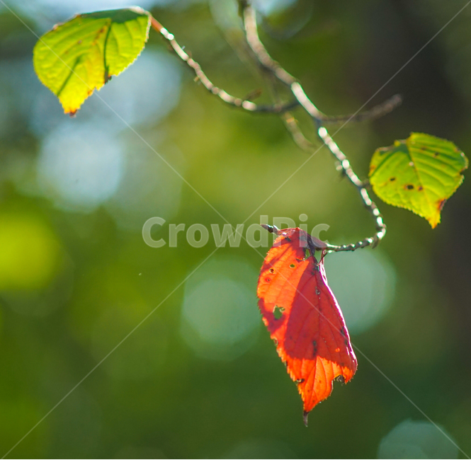 단풍,나뭇잎,벚나무,자연,가을,식물,가을,계절,fall,autumn,season
