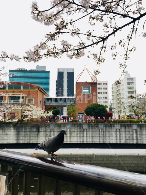 비둘기,벚꽃,새,동물,일본,동물,animal,조류,새,birds