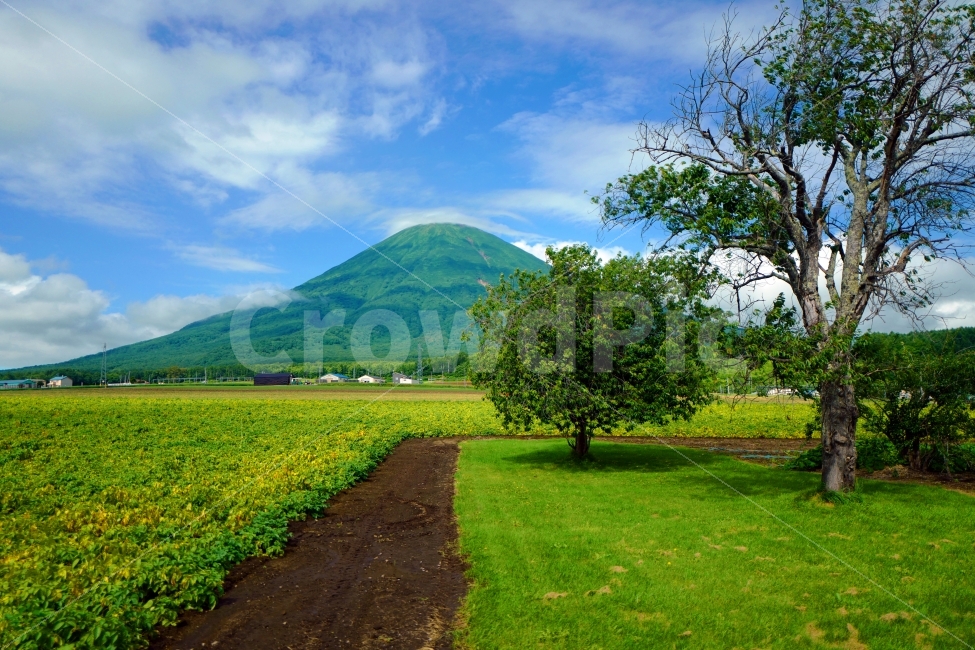 나무,들판,산,농촌,시골,시골풍경,농사,자연,풍경,nature,landscape,시골,마을,country,rural,town,outdoors,옥외