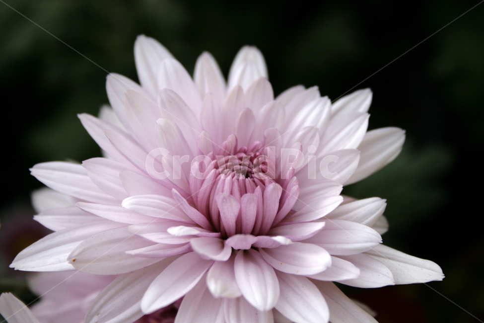 국화,꽃,가을,flower,식물,식물,자연,plants,nature,꽃,flower