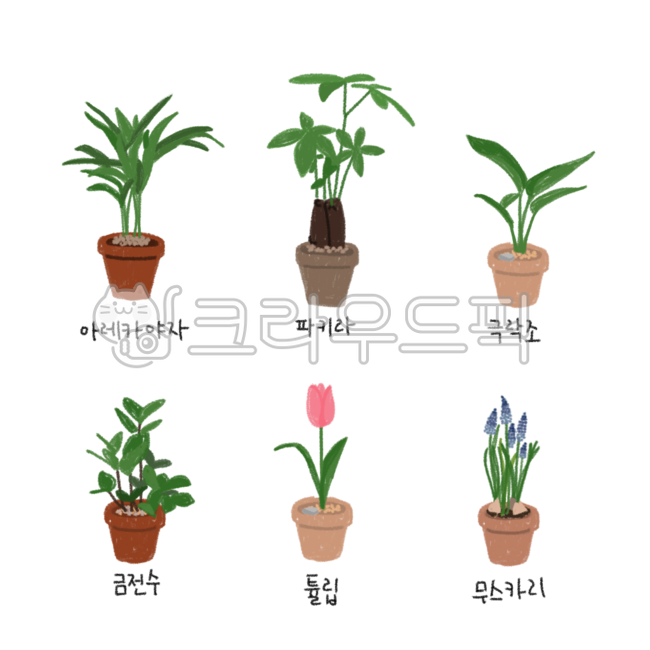 companion plant,Tulip,money tree,plant illustration,plant,pakira,Muscari,Areca palm,bird of paradise