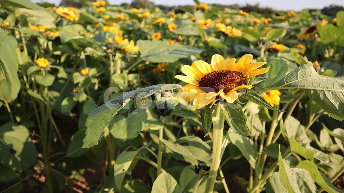 해바라기,꽃,plant,flower,blossom,노란색,yellow