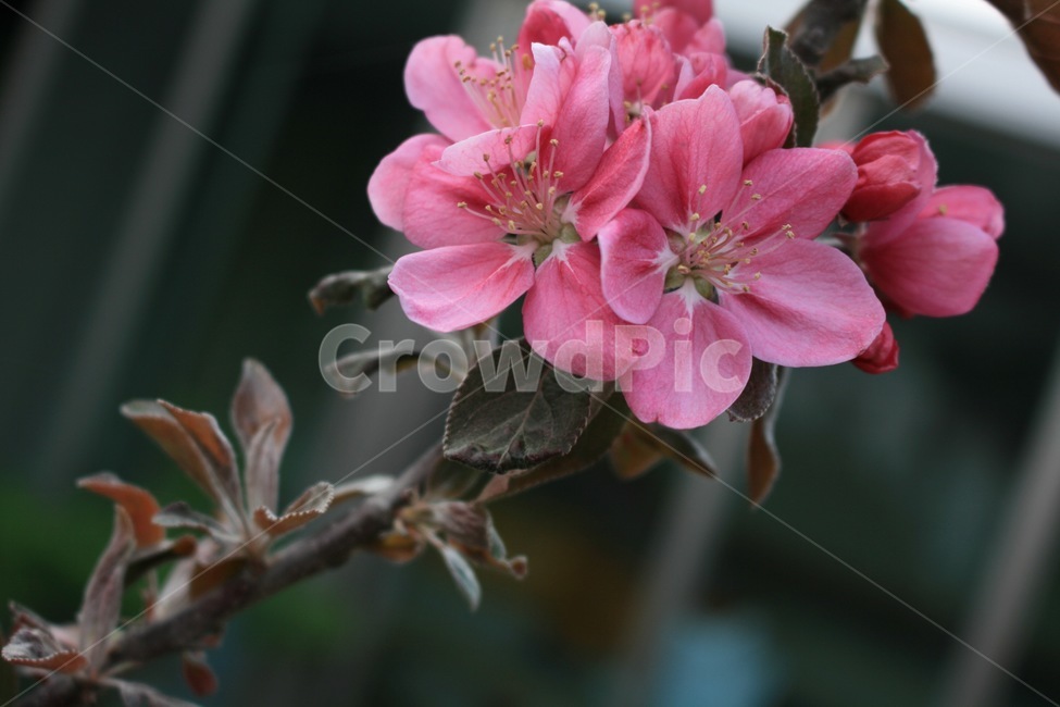 꽃,자주색,식물,겨울,자연,식물,자연,plants,nature,꽃,flower