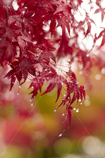 가을,단풍,따뜻함,쓸쓸함,낙엽,가을,계절,fall,autumn,season,식물,자연,plants,nature,leaf,잎,plant,tree,나무,maple