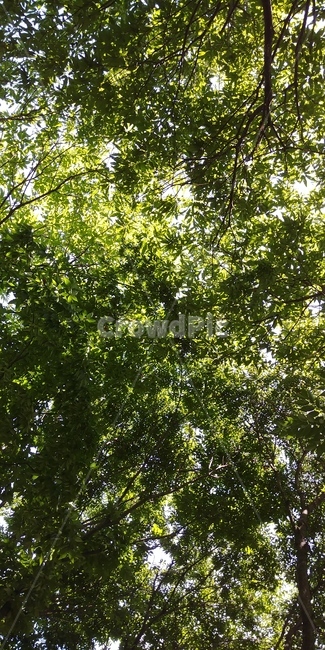 나무,tree,식물,plant,나뭇잎,싱그러움,자연,자연,풍경,nature,landscape