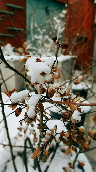 겨울,눈꽃,눈송이,꽃,자연,겨울,계절,winter,season,식물,자연,plants,nature