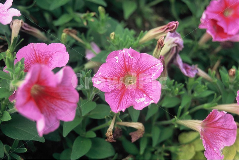 꽃,필름카메라,자연,필름,풀,감성사진,식물,자연,plants,nature,꽃,flower