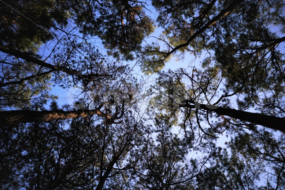 하늘,어두운,몽환적인,올려다본,숲,나무,파란,나무들,나뭇가지,나뭇잎,기괴한,사진여행,출사,자연,풍경,nature,landscape,plant,식물,tree