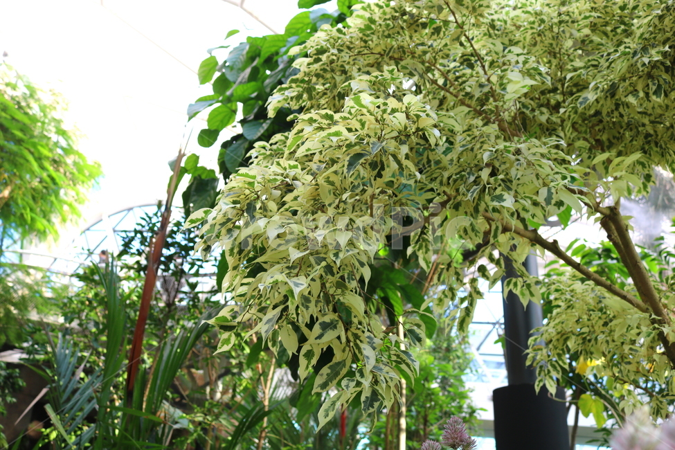 benjamin,nature,plant,Air purifying plants,tree,benjamin tree,Benjamins Rubber Tree,evergreen shrub,rubber tree,Moraceae,Botanical garden