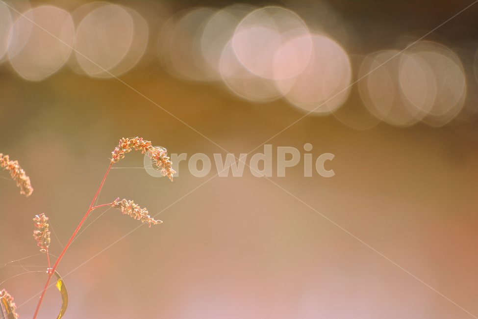 atmosphere,By the stream,September,lyricism,fall image,fall,stream,affix,Emotion,bokeh of light,Phil,sensible,soft,November,macro,fall colors,herbal,autumn background,riverside,feeling,outdoor,wildflowers,emotion,vintage,background,plant,bokeh,october,wil