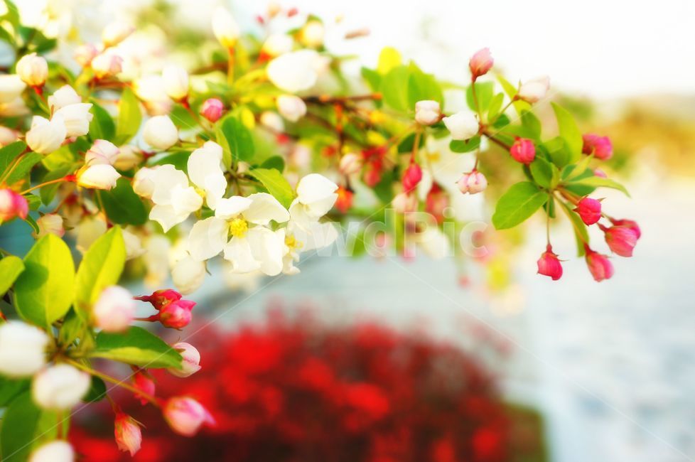 봄,spring,꽃,flower,식물,plant,나무,꽃나무,봄꽃,감성,서정적,lyrical,꽃망울,자연,nature