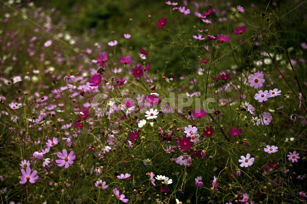 코스모스,식물,꽃,축제,풍경,보라색,가을,계절,fall,autumn,season,식물,자연,plants,nature,꽃,flower,outdoors,옥외,grassland,목초지,field,들