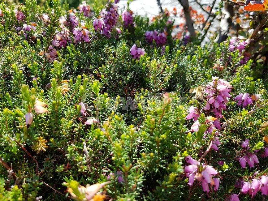 숲속,나무,가든,정원,꽃,봄,여름,자연,풍경,nature,landscape,plant,식물