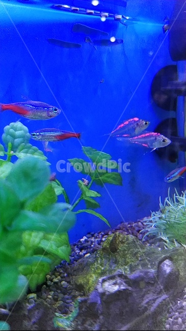 fish,물고기,열대어,투명물고기,수족관,tropicalfish,구피,예쁜물고기