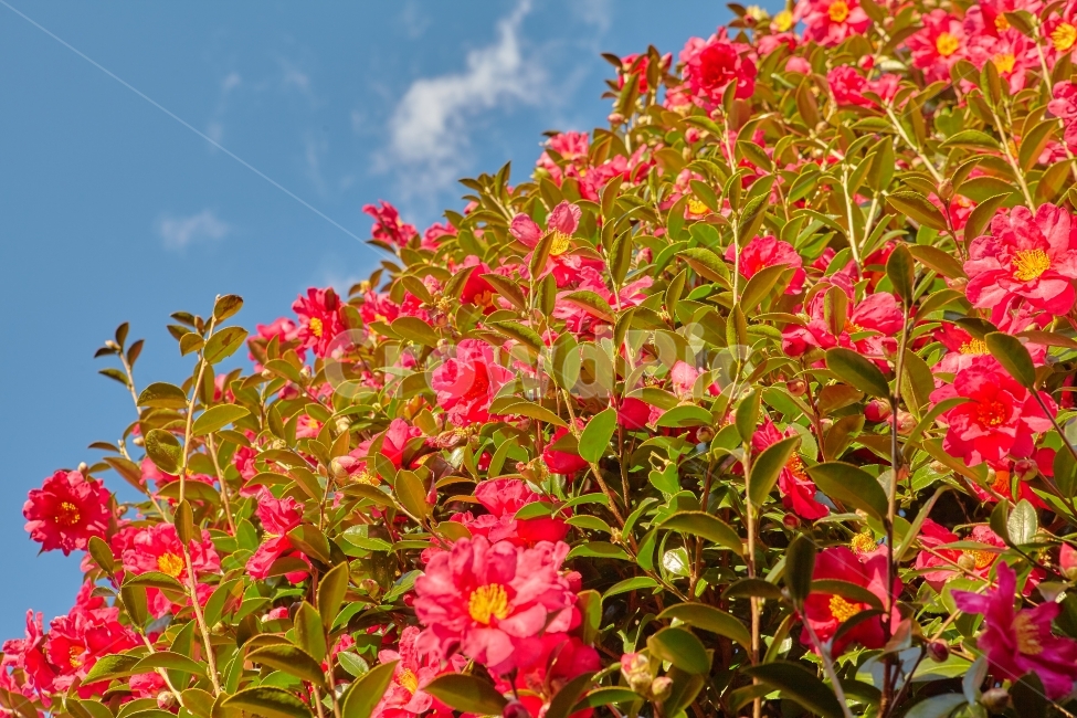 제주도,여행,동백꽃,꽃,감성,포토,사진,traval,스냅,식물,자연,plants,nature,꽃,flower