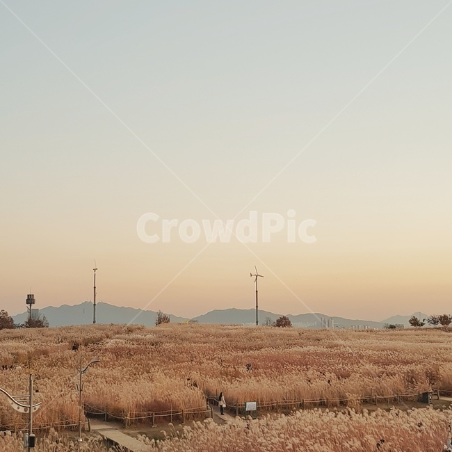 상암하늘공원,하늘공원,노을,억새,silvergrass,가을하늘,sunset,eveningglow