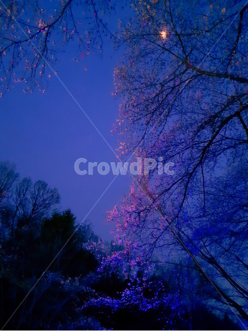 달빛,새벽,꽃봉오리,보라색조명,나뭇가지,dawn,buds,spring,moonlight,야경,밤,풍경,nightscape,night,landscape,nature,자연,outdoors,옥외,tree,나무,plant,식물