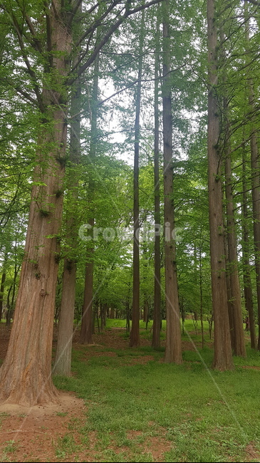 경주,자연,풍경,자연풍경,메타콰이어,초록초록,초록잎,초록색,계절,풀냄새,힐링,쉼,마음,편안함,경상북도환경산림연구원,경주산림연구원,피톤치드