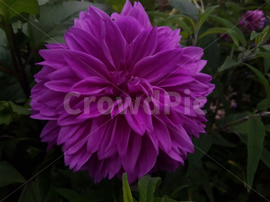 식물,꽃,자연,보라색,보라,식물,자연,plants,nature,꽃,flower