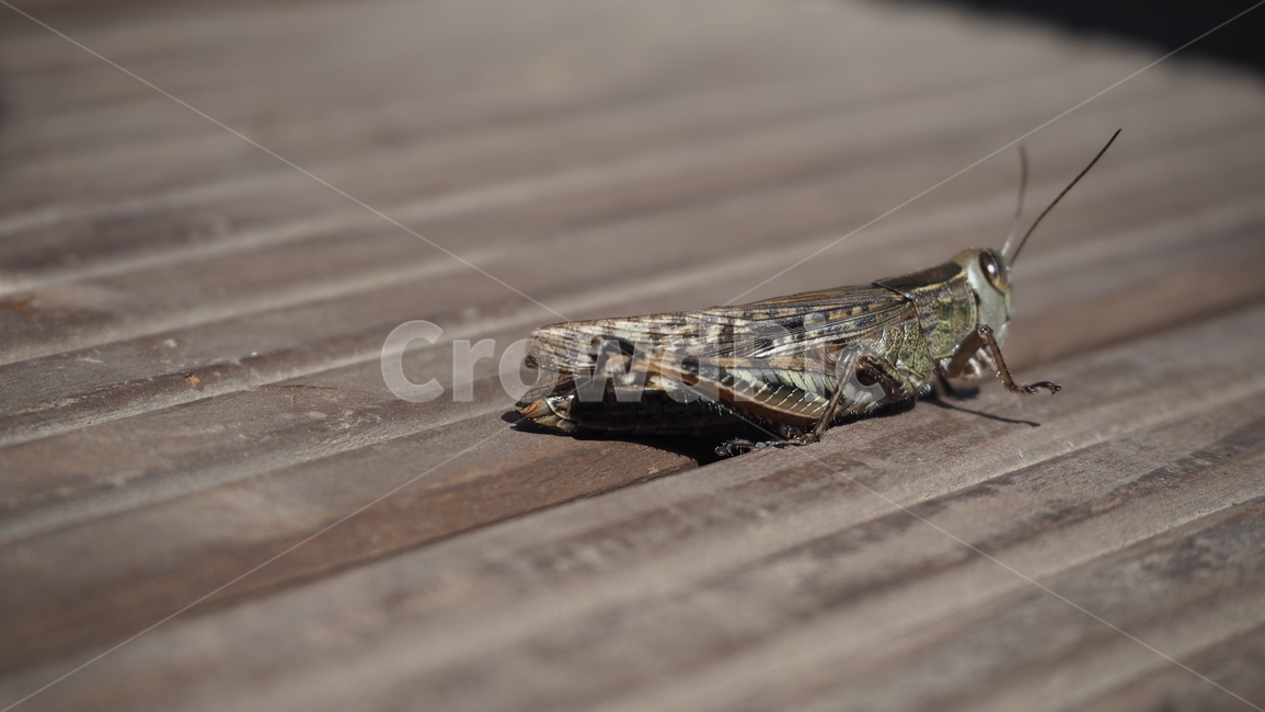메뚜기,곤충,insect,locust,bug,곤충,벌레,insect,bug