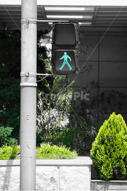 신호등,보행신호,안전,신호,건널목,교통법규,나무,녹색,기둥,traffic,signal,pedestrain,pedestriancrossing,trafficrules,red,green,column,safty,교통,교통수단,traffic,transportation