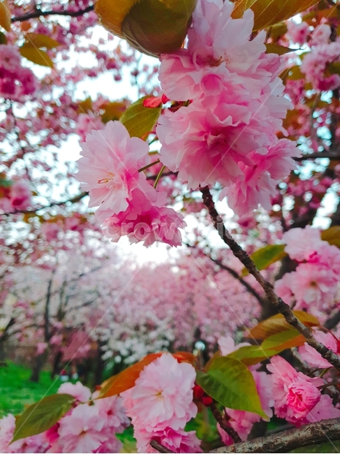 벚꽃,꽃,flower,cherryblossom,꽃나무