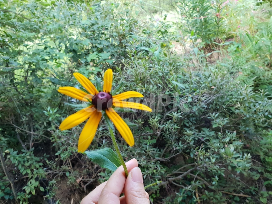 루드베키아,꽃,식물,자연,노랑색,그린,여자손,plants,nature,green,flowers,식물,자연,plants,nature,꽃,flower,사람,인물,인간,human,person,신체일부,몸,body