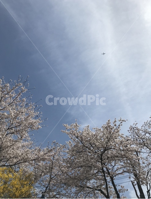 벚꽃,벚꽃엔딩,벚꽃길,개나리,봄,따뜻함