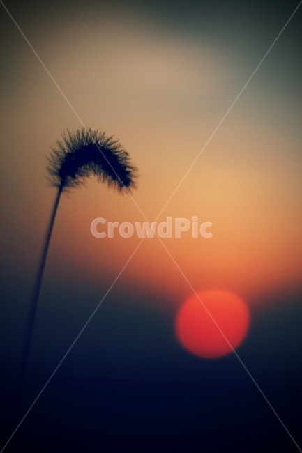 김제,여행,일상,석양,하늘,해,식물,자연,plants,nature,감성,sensible,feeling