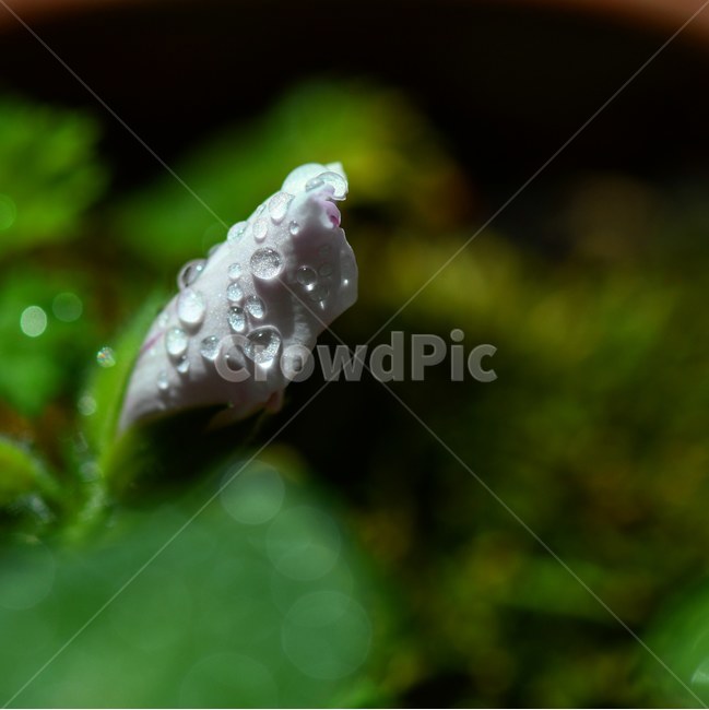 빗방울사진,비맞은꽃,예쁜꽃,제라늄,울방울사진,식물,자연,plants,nature,꽃,flower
