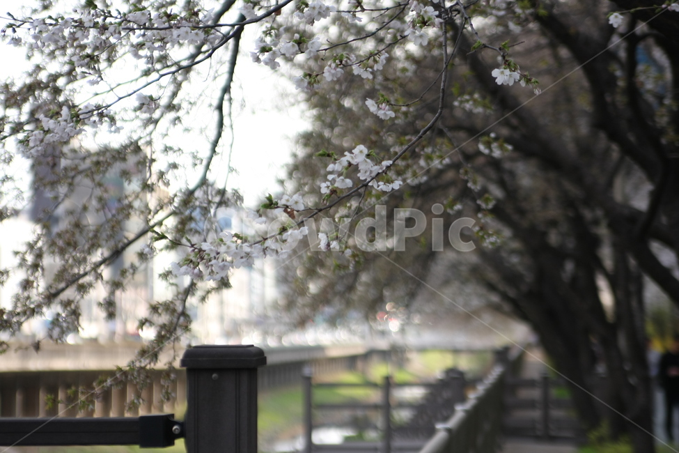 벚꽃,봄,감성,꽃놀이,ppt배경,봄,계절,spring,season,식물,자연,plants,nature,꽃,flower,plant