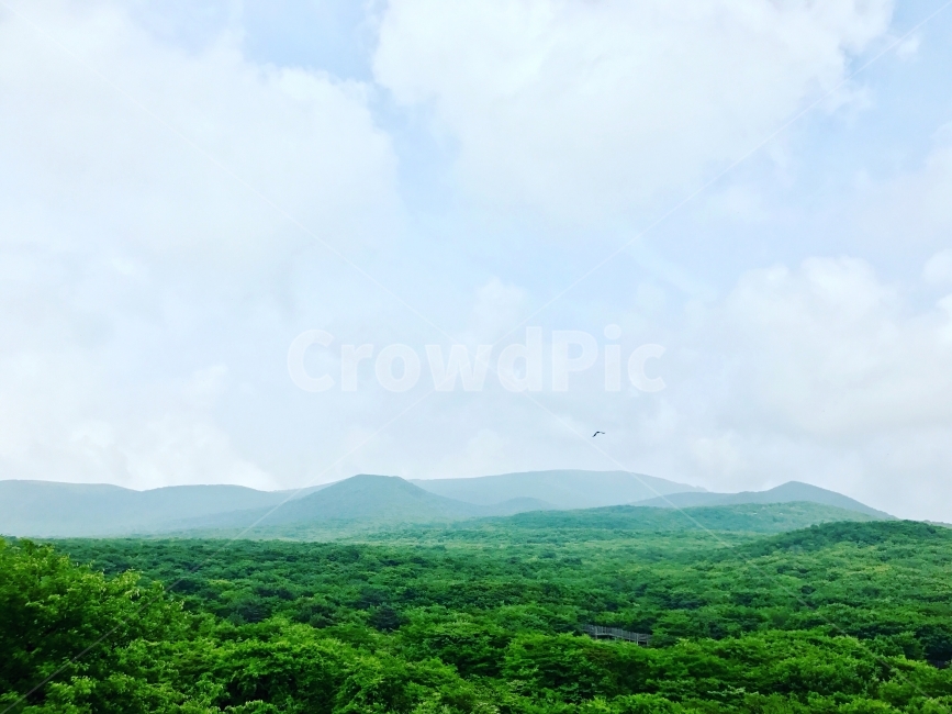 제주도,여름,산,숲,1100고지,시원함,구름,하늘,자연,풍경,nature,landscape,outdoors,옥외,hill,언덕