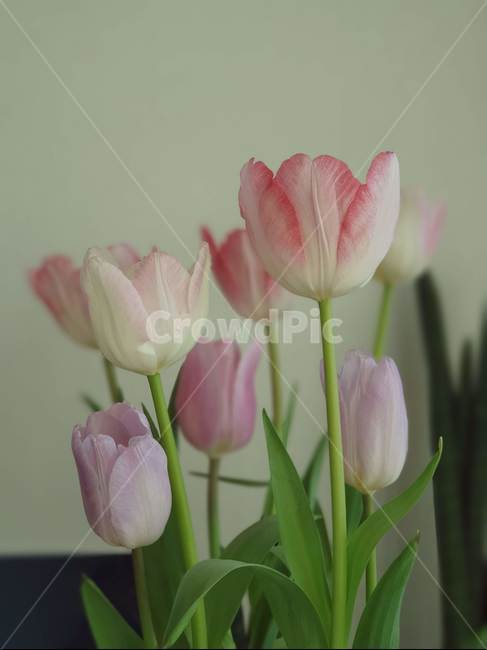 plant,식물,튤립,안정감,향기,봄,봄날,햇살,따뜻,편안함,spring,shine,tulip,warm,꽃,flower