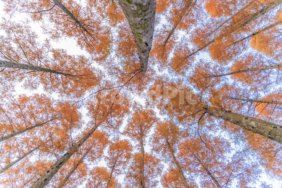 가을,단풍,감성,대전,장태산,가을,계절,fall,autumn,season,식물,자연,plants,nature,나무,trees,wood
