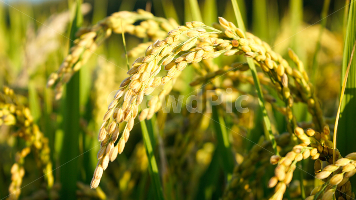 벼,쌀,벼농사,가을,곡물,쌀알,가을,계절,fall,autumn,season,산업,industry,industrial,농업,농사,agriculture,farming,farming industry,vegetation,초목,plant,식물,field,들,nature,자연