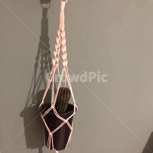 plant,hangingplant,macrame,식물,선인장,마크라메,행잉플랜트
