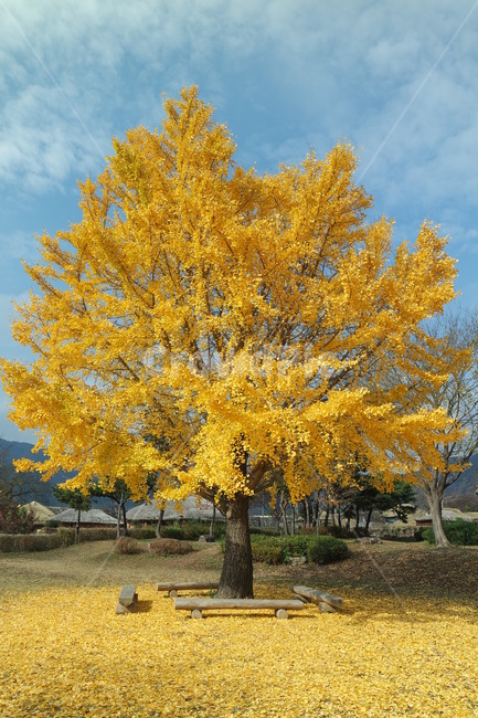 tree,나무,은행나무,은행잎,ginkgo,가을,순천,낙안읍성
