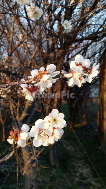 나무,나무가지,나무줄기,식물,plant,tree,treetrunk,벚꽃,벚나무,cherryblossom,봄꽃