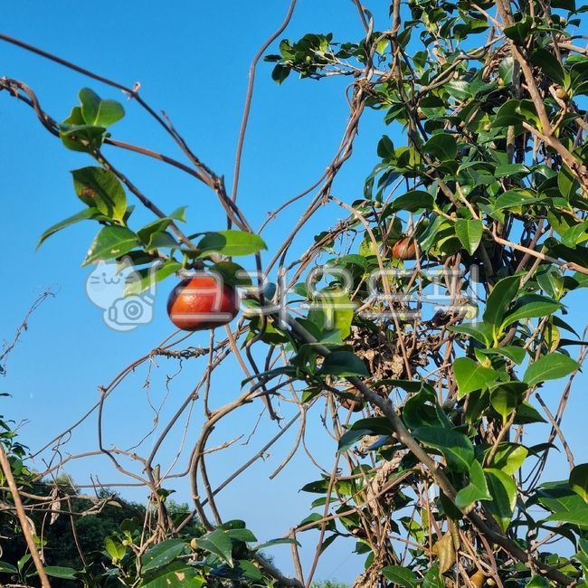 fall fruit,autumn tree,koreanpersimmon,fruit,persimmon,persimmon tree,autumnfruit,food,fruity,Gamhangae