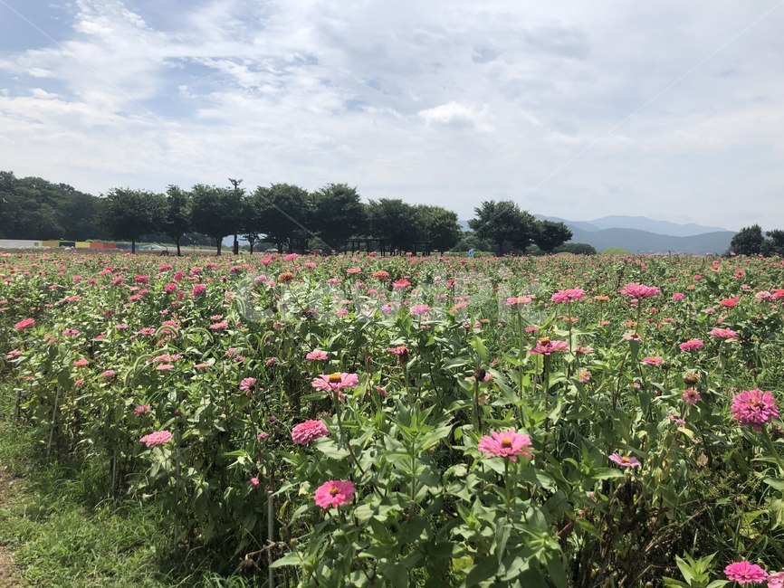 outdoors,옥외,field,들,nature,grassland,목초지,farm,농장,countryside,한지방,rural,농촌,plant,접시꽃,자연,식물,식물축제,꽃축제