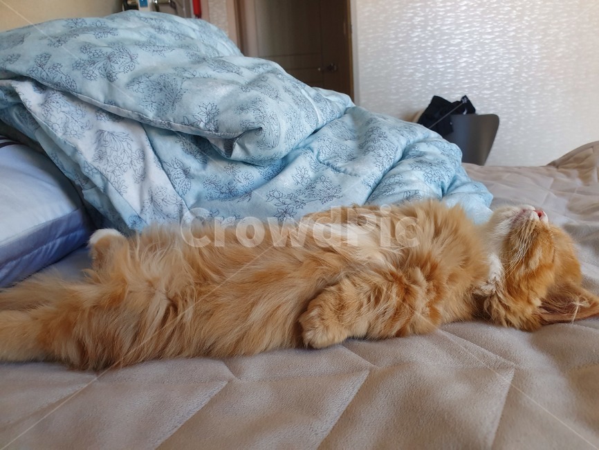 고양이,애완동물,나비,포유류,동물,냥이,야옹이,먼치킨고양이,먼치킨,잠자는고양이,자는고양이,반려동물
