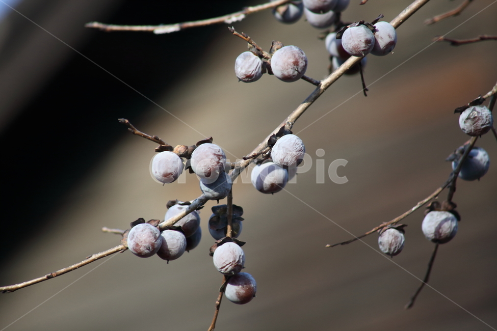 고욤나무,고욤,감나무과,열매,dateplum,식물,자연,plants,nature,과일,열매,fruit