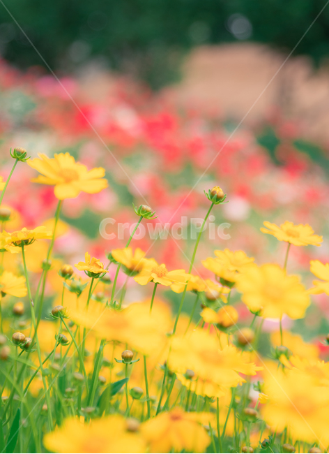 양귀비,양귀비꽃,꽃,감성사진,코스모스,황화코스모스,flower,red,pink,노란색,식물,자연,plants,nature,꽃,flower,감성,sensible,feeling,색깔,색상,색채,색감,color sense,color sensitivity,feeling of color