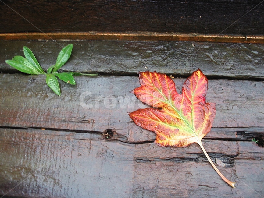 낙엽,물,축축한,촉촉한,가을,오묘한,plant,식물,leaf,잎,tree,나무