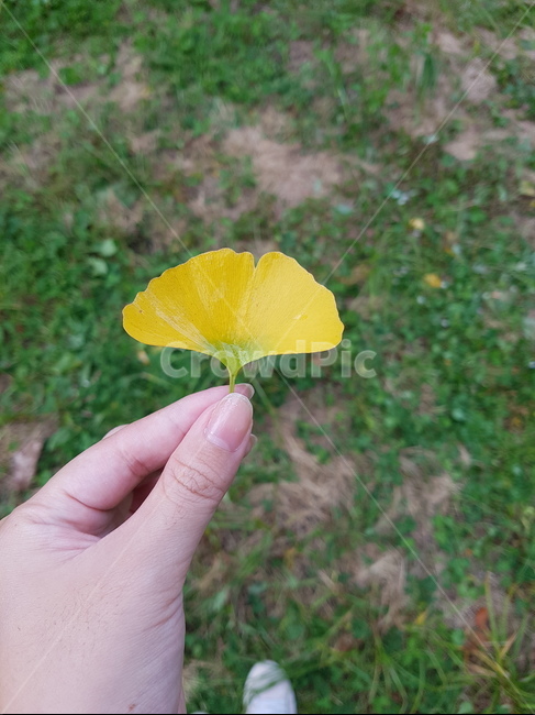 은행잎,노란은행잎,가을,계절,식물,자연,힐링,산책,여유,휴식,nature,heeling,rest