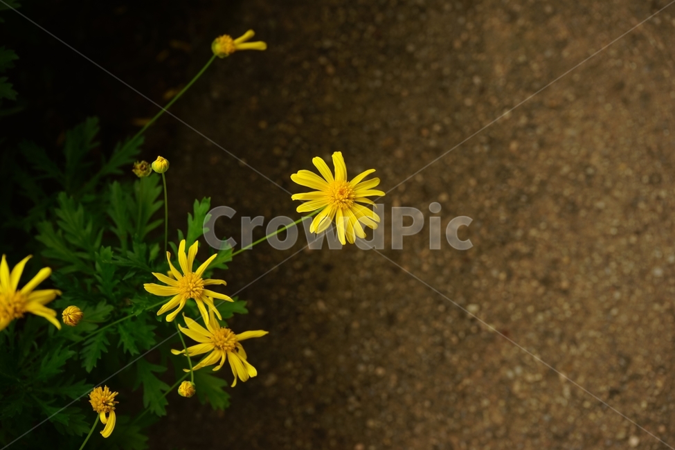 가물레피시스,원예,노란꽃,가물렛,국화과,compositae,euryops,gamolepis,yellow,garden,식물,자연,plants,nature,꽃,flower