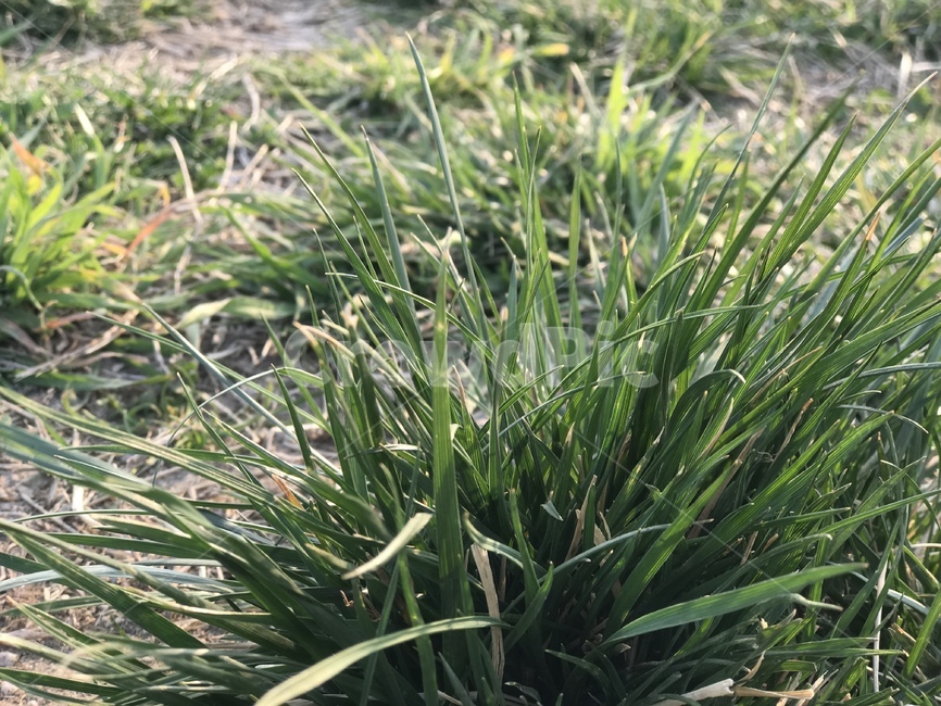 풀,자연,잡초,초록,잔디,식물,자연,plants,nature