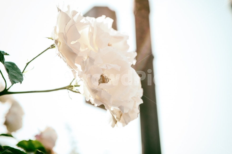 장미,꽃,자연,풍경,여름,flowers,flower,rose,nature,summer,landscape,식물,자연,plants,nature,꽃,flower