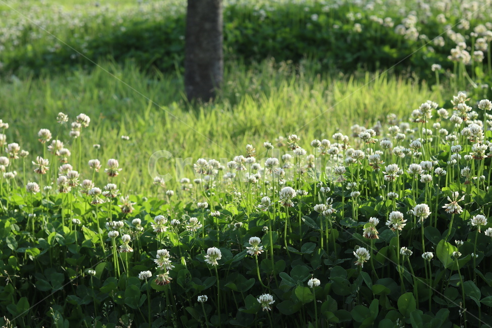토끼풀,초록,흰색,풍경,봄,햇빛,식물,자연,plants,nature,꽃,flower
